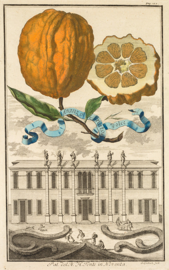 Nurnbergische Hesperides  No. 185 - Aranzo Striato dolce.  Palazzo del N. H. Fonte in Noventa by Joseph de Montalegre (Hungarian) - Classic Painting canvas print
