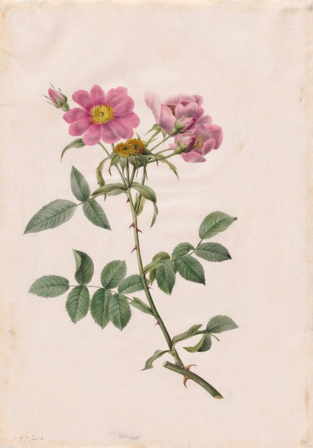 Rosa Collina Monsoniana by Pierre-Joseph Redouté (French, 1759–1840) - Classic Painting canvas print