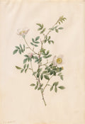 Brier Bush Rose or Dog Rose Rosa Sepium Rosea by Pierre-Joseph Redouté (French, 1759–1840) - Classic Painting canvas print