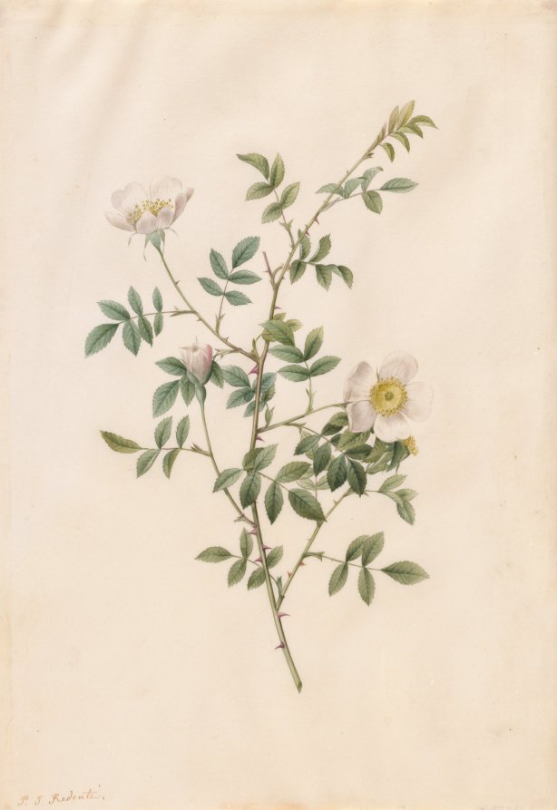 Brier Bush Rose or Dog Rose Rosa Sepium Rosea by Pierre-Joseph Redouté (French, 1759–1840) - Classic Painting canvas print