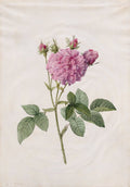 Agatha Rose Rosa Gallica Agatha by Henri Joseph Redouté (French, 1766–1853) - Classic Painting canvas print