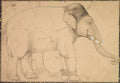 Drawing of an Elephant by  - Classic Art canvas print