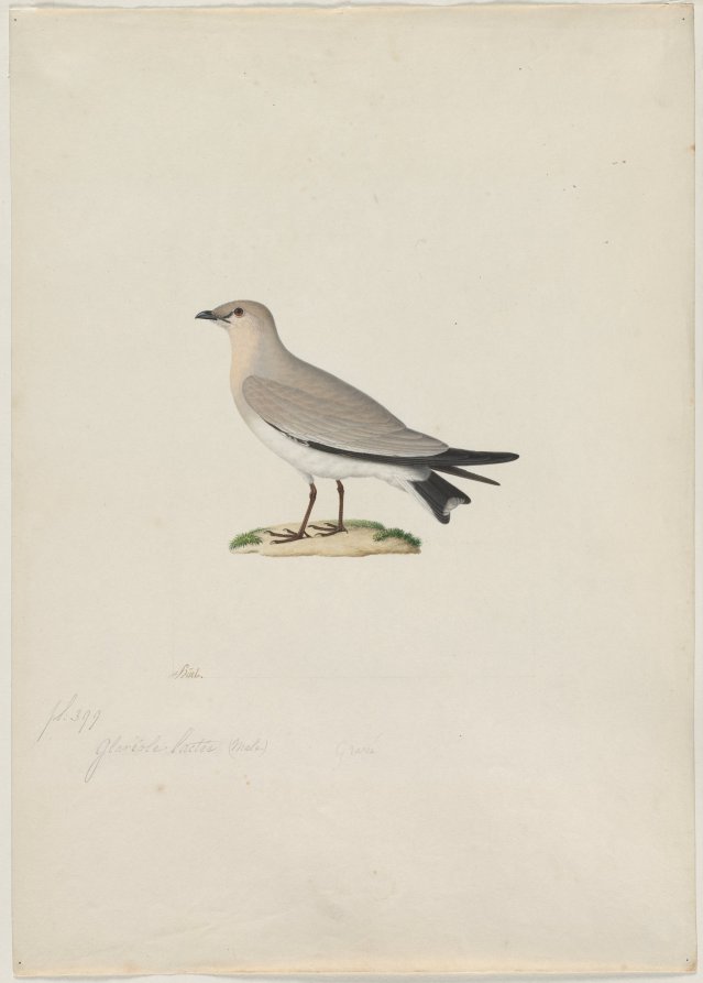 Small Pratincole Glareola lactea by Paul Hüet (French, 1803–1869) - Classic Painting canvas print