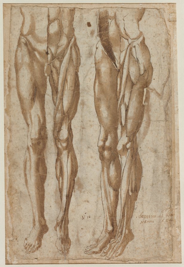 Two Studies of a Flayed Man recto by Bartolommeo da Arezzo (Italian, active about 1550–80) - Classic Painting canvas print