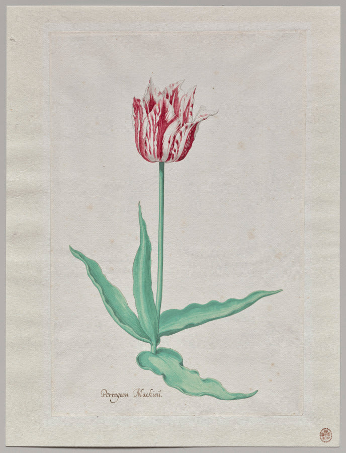 Study of a Tulip Perregoen Machieu by Pieter Holsteyn II (Dutch, c.1612–1673) - Classic Art canvas print