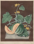 Pomona Britannica No. 72 - Amicua Melon by George Brookshaw (British, 1751–1823) - Classic Art canvas print
