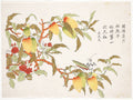 Praying Mantis on a Lychee by  - Classic Painting canvas print