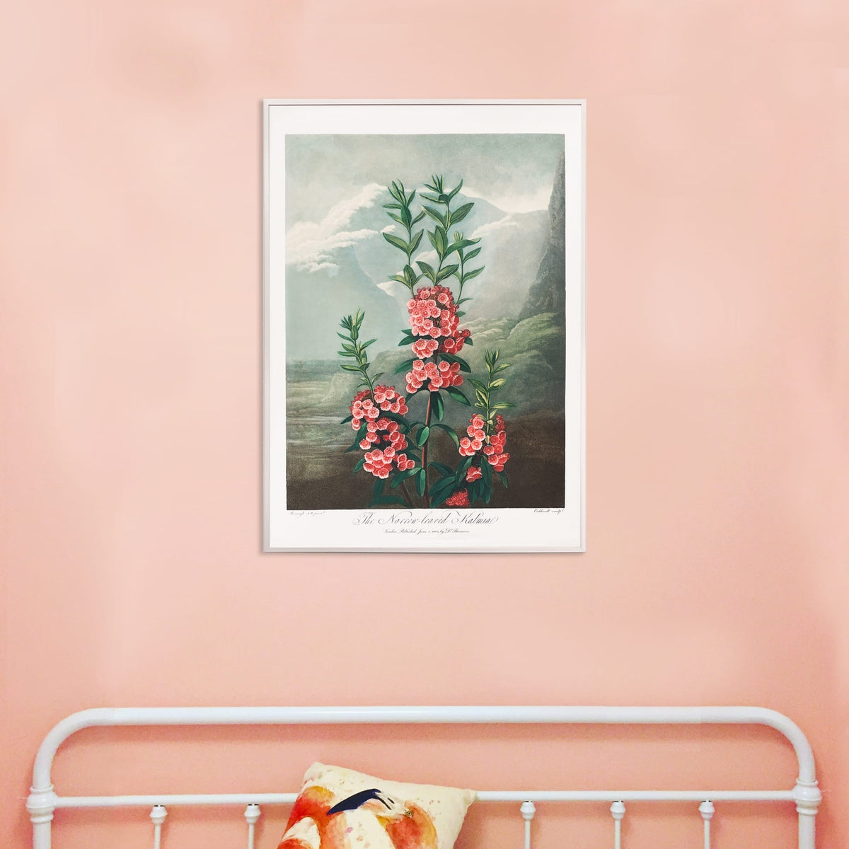 La Kalmia  feuilles troites Poster by Moryarty - Oil Painting canvas print