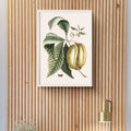 Asiminier pawpaw Poster by Moryarty - Oil Painting canvas print