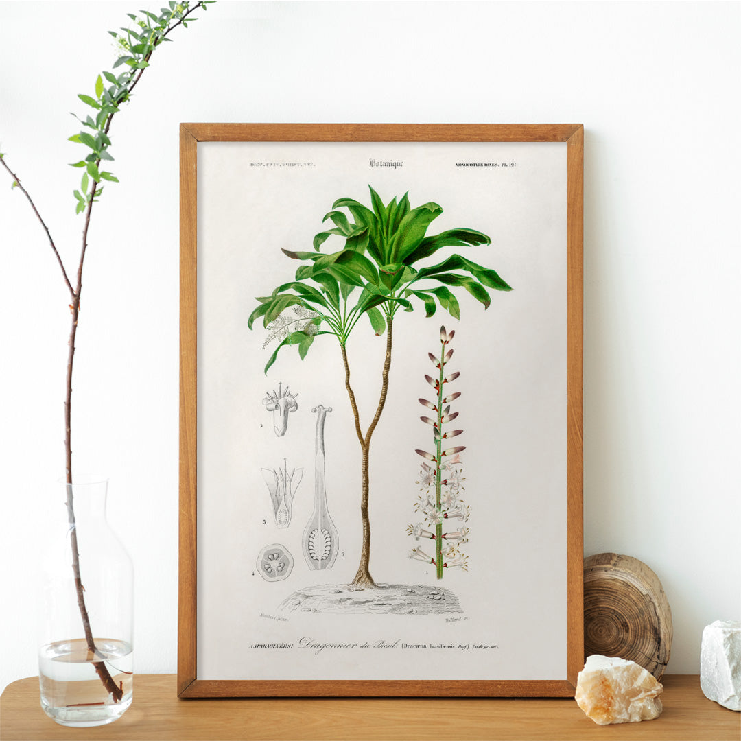 Dracaena brasiliensis Poster by Moryarty - Oil Painting canvas print