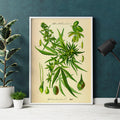 Cannabis sativa Poster by Moryarty - Oil Painting canvas print