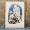 Faucon du Groenland Poster by Moryarty - Oil Painting canvas print
