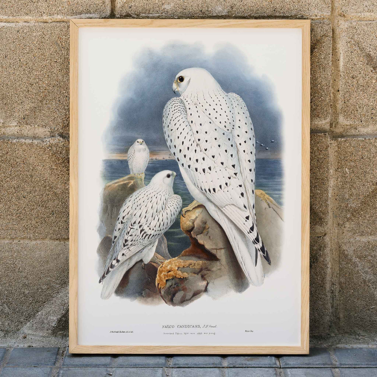 Faucon du Groenland Poster by Moryarty - Oil Painting canvas print
