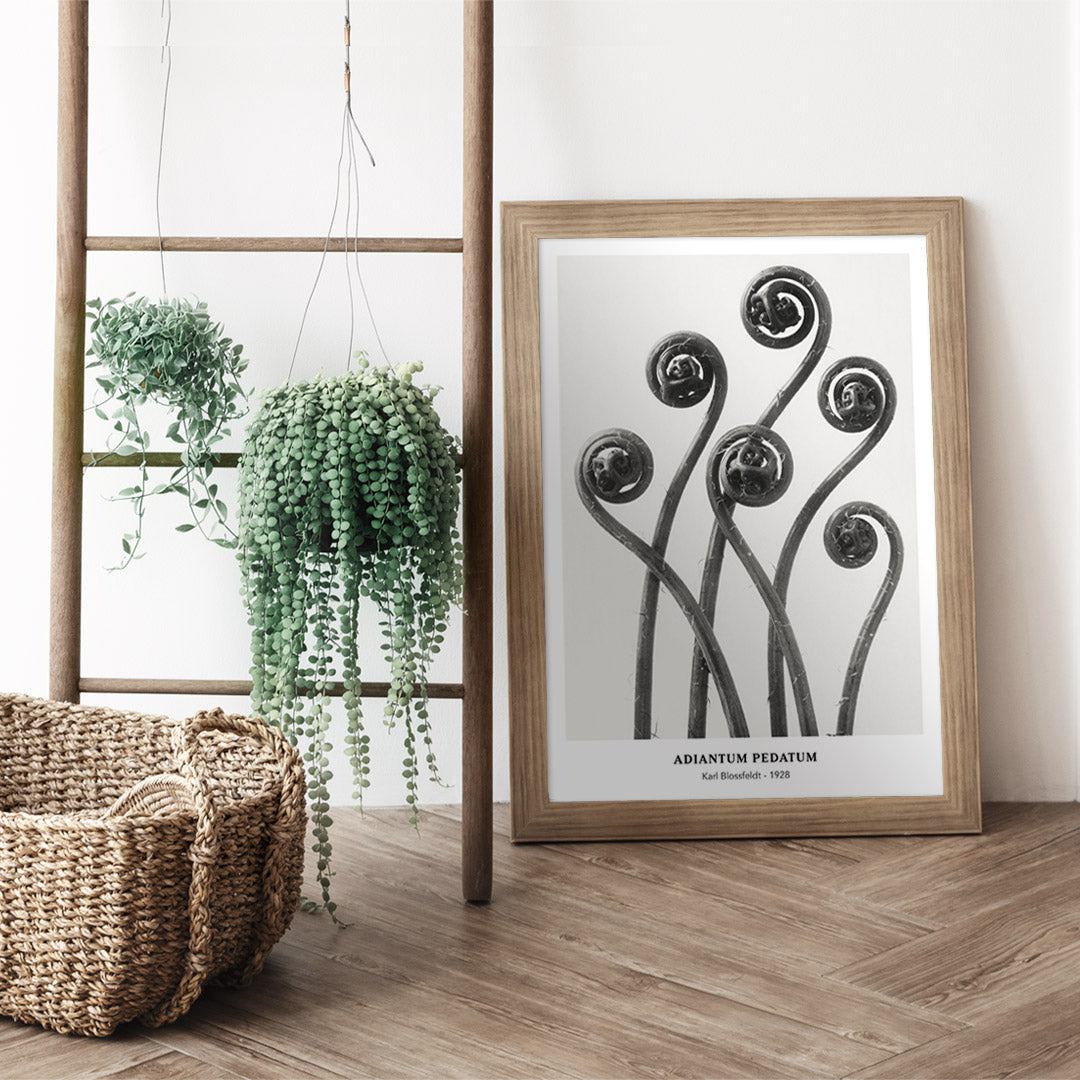 Adiantum pedatum Poster by Moryarty - Oil Painting canvas print