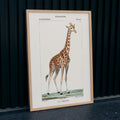 Girafe Poster by Moryarty - Oil Painting canvas print