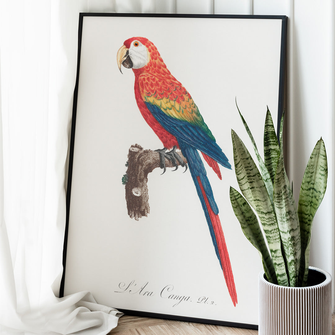 Ara Canga Poster by Moryarty - Oil Painting canvas print