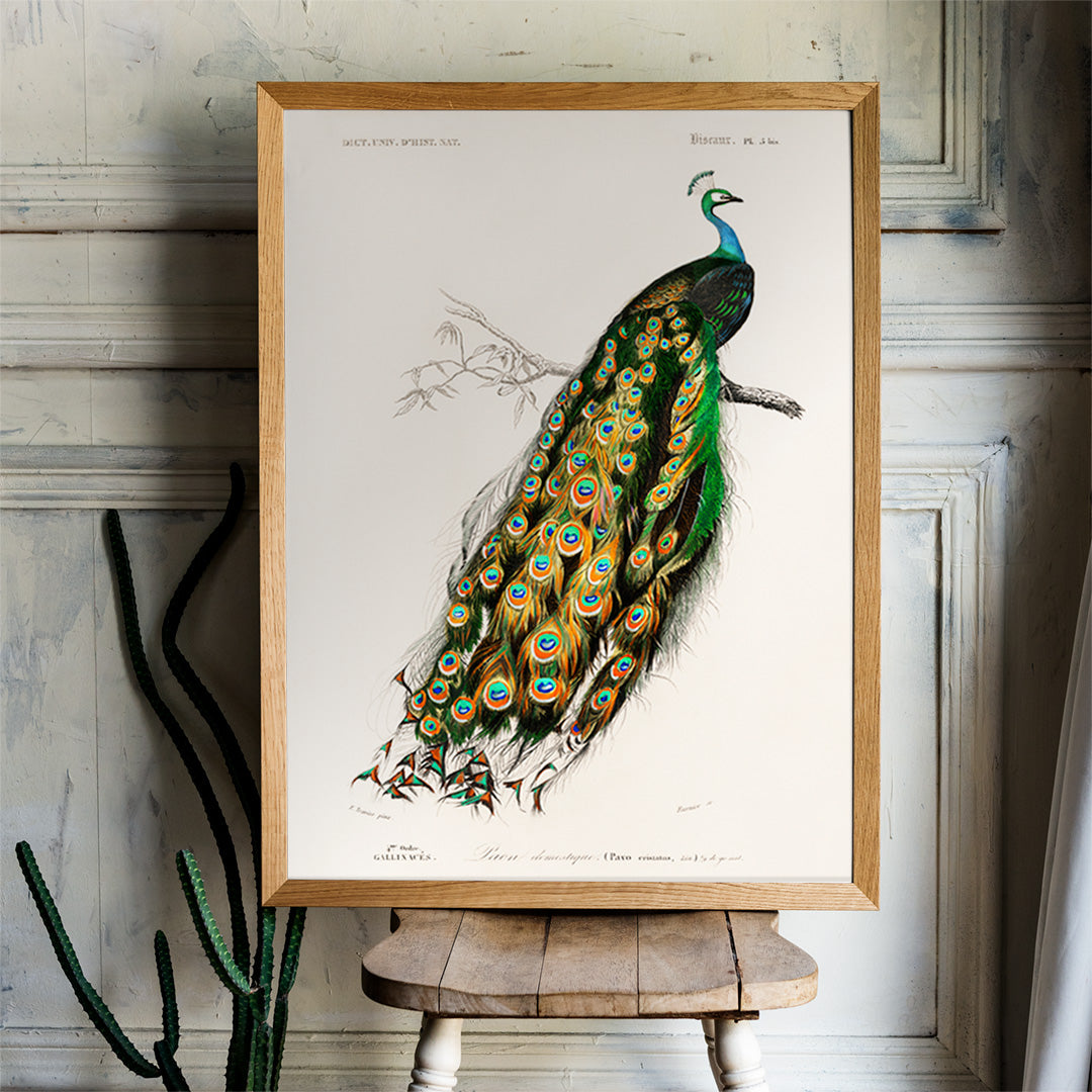 Pavo Cristatus Poster by Moryarty - Oil Painting canvas print