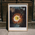 Cereus  floraison nocturne Poster by Moryarty - Oil Painting canvas print