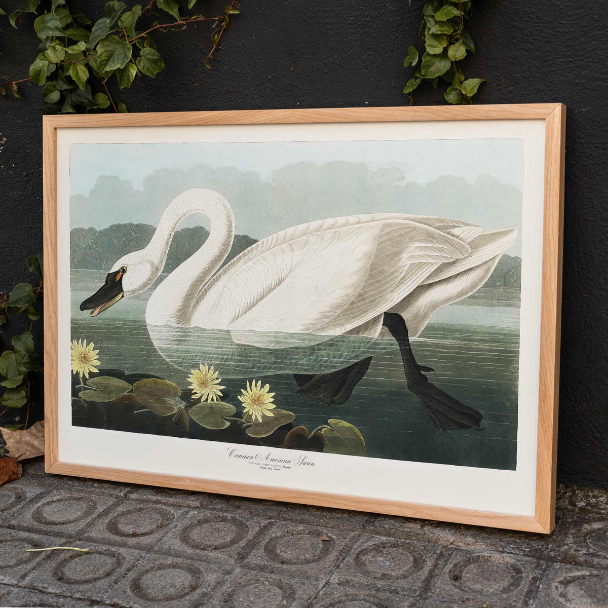 Cygne amricain Poster by Moryarty - Oil Painting canvas print