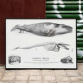 Baleine bleue Balaenoptera musculus Poster by Moryarty - Oil Painting canvas print