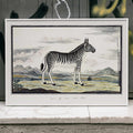 Zbre de montagne Poster by Moryarty - Oil Painting canvas print