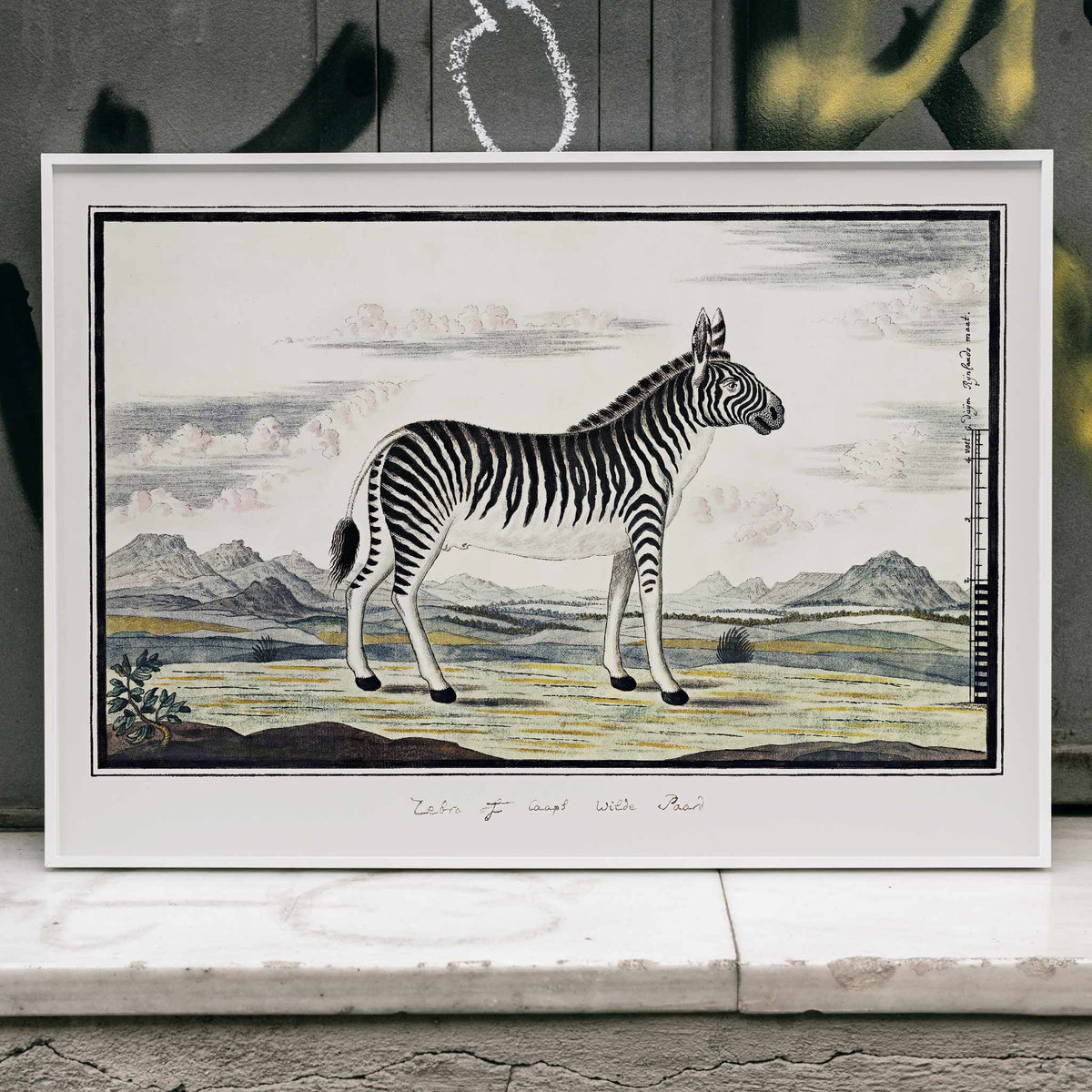 Zbre de montagne Poster by Moryarty - Oil Painting canvas print